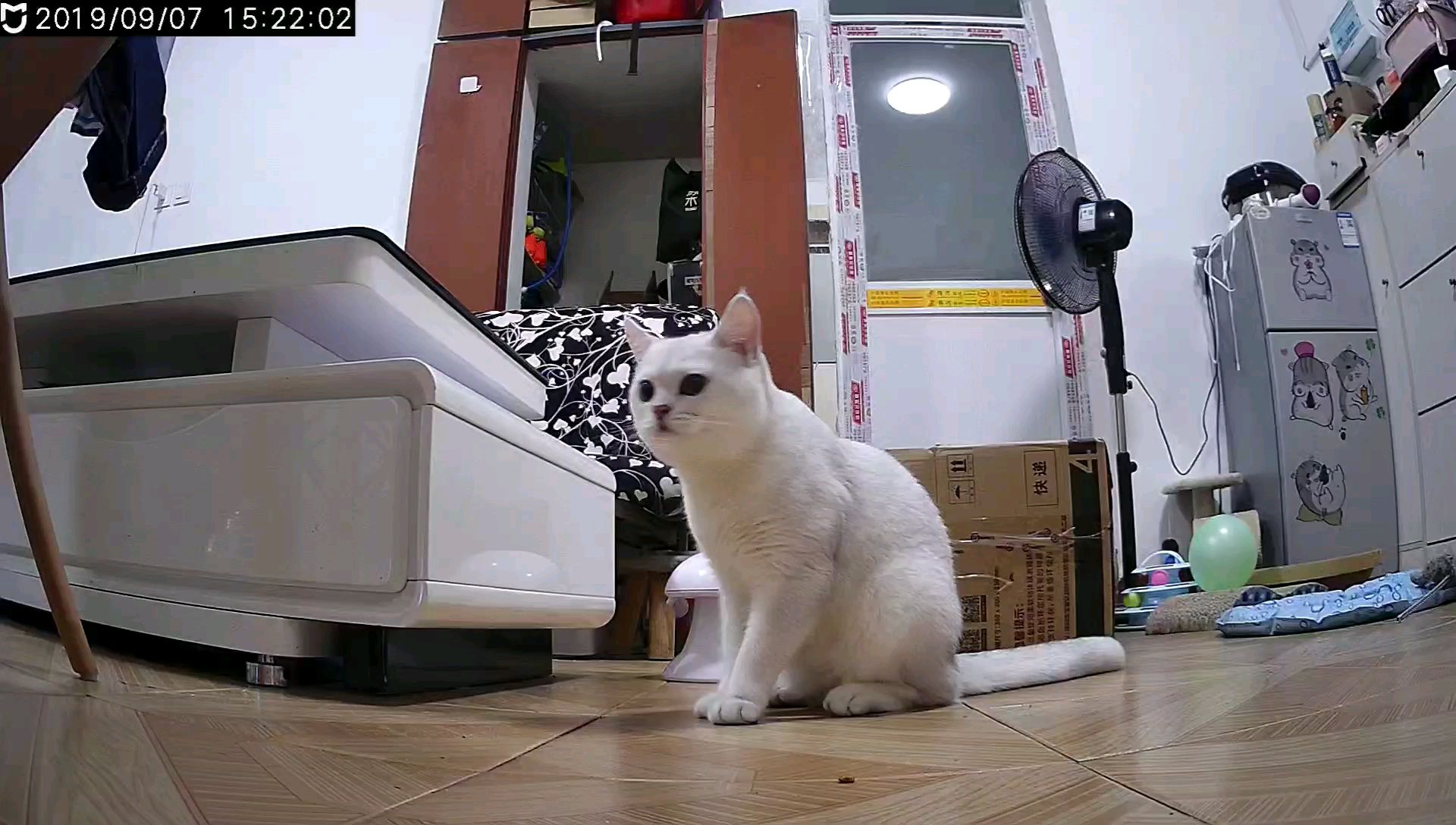 摄像头里面的猫咪,真的是有点意思!